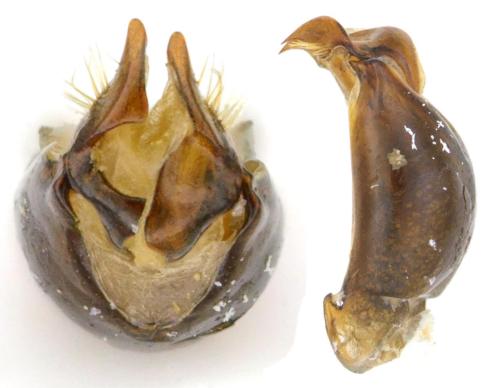Hymenoplia rugulosa